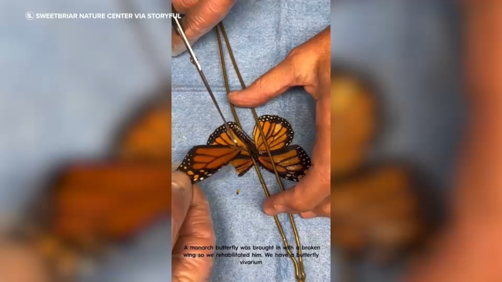 Injured monarch butterfly able to fly again after wing transplant