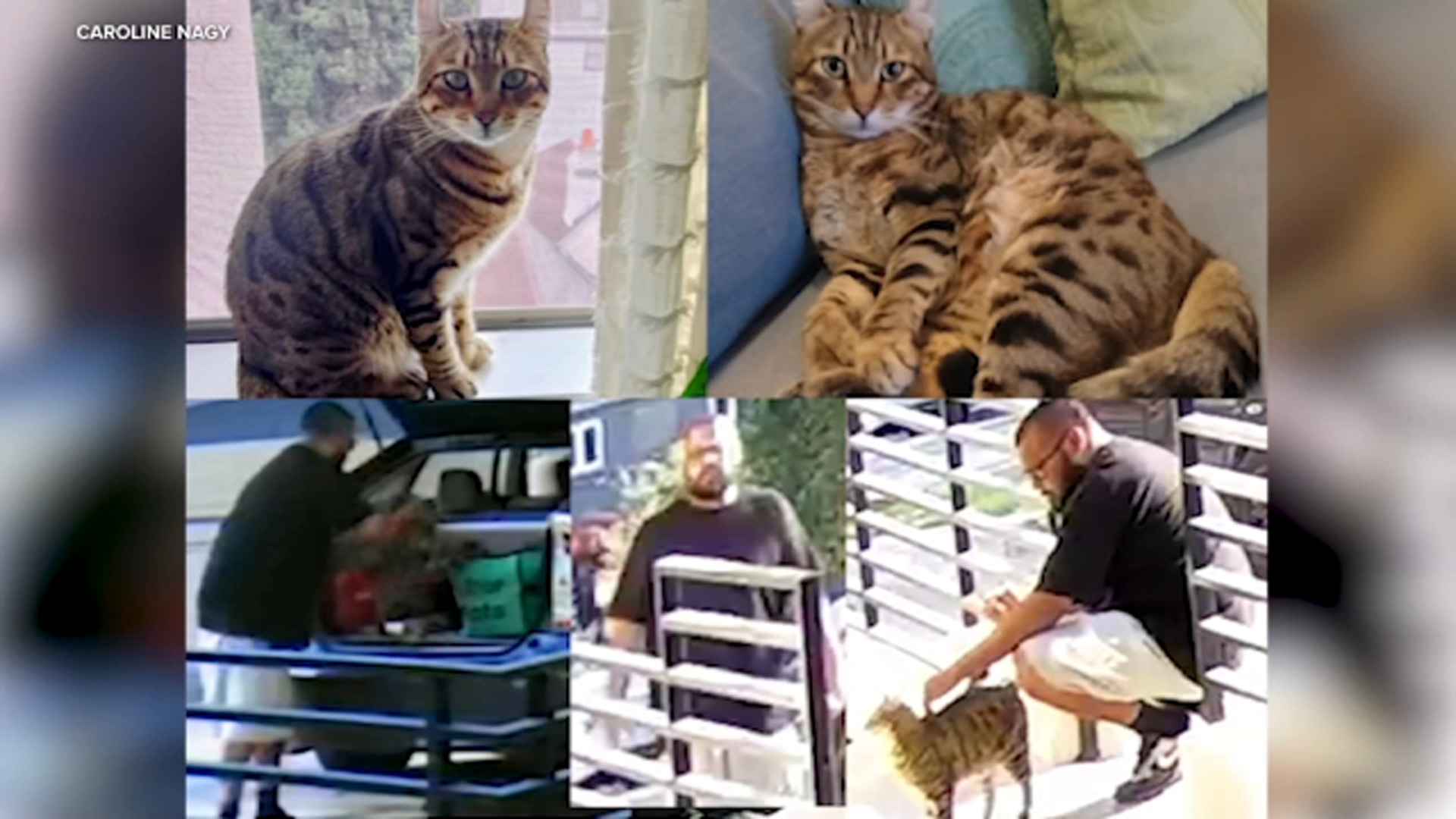 Video shows delivery driver swipe family cat from WeHo neighborhood