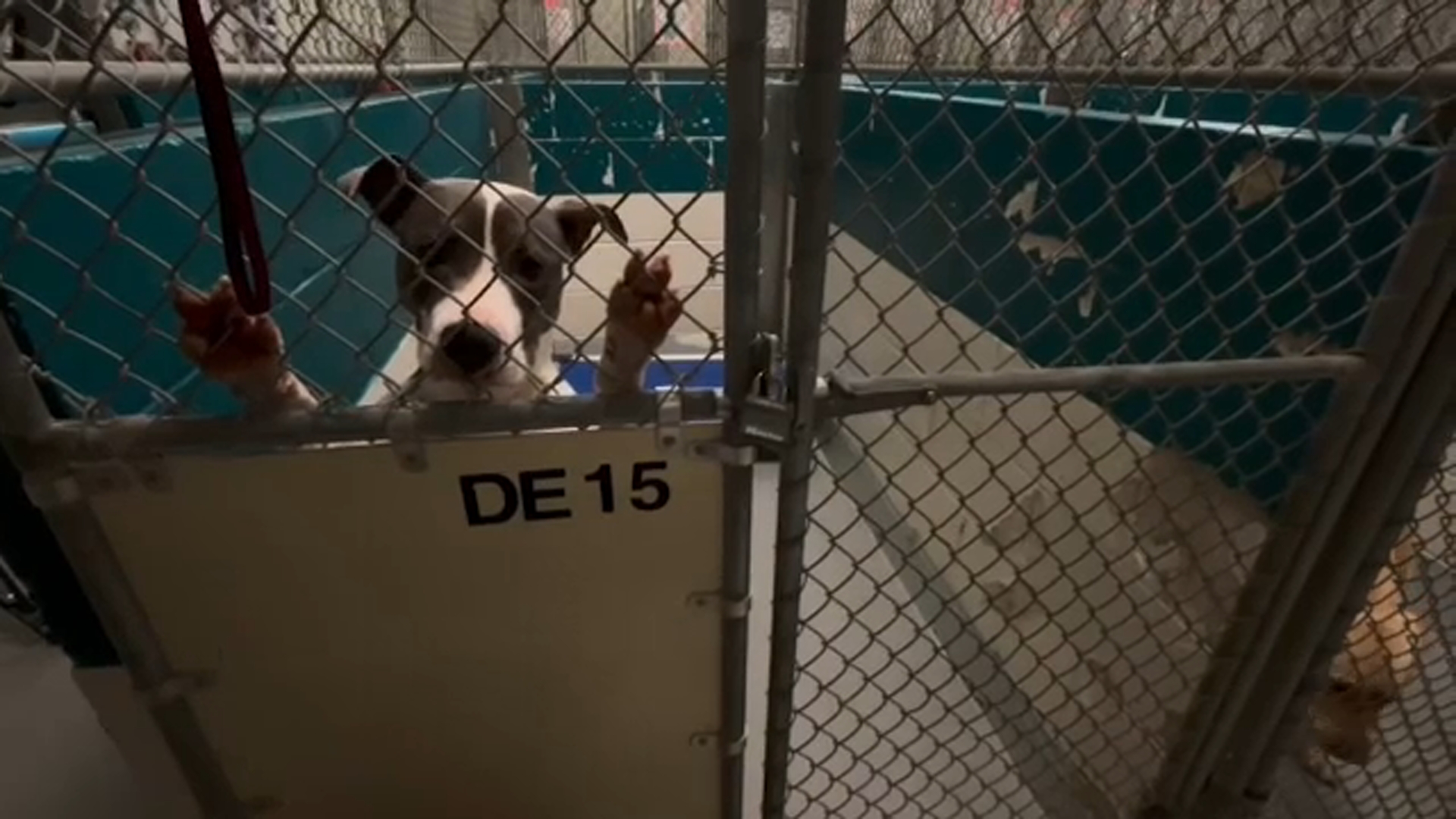 Centro per animali della contea di Wake