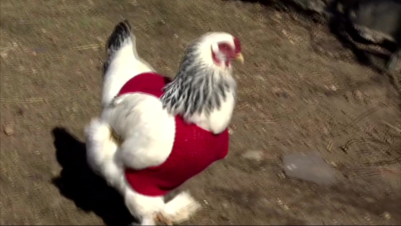 Chickens wear sweaters to keep warm