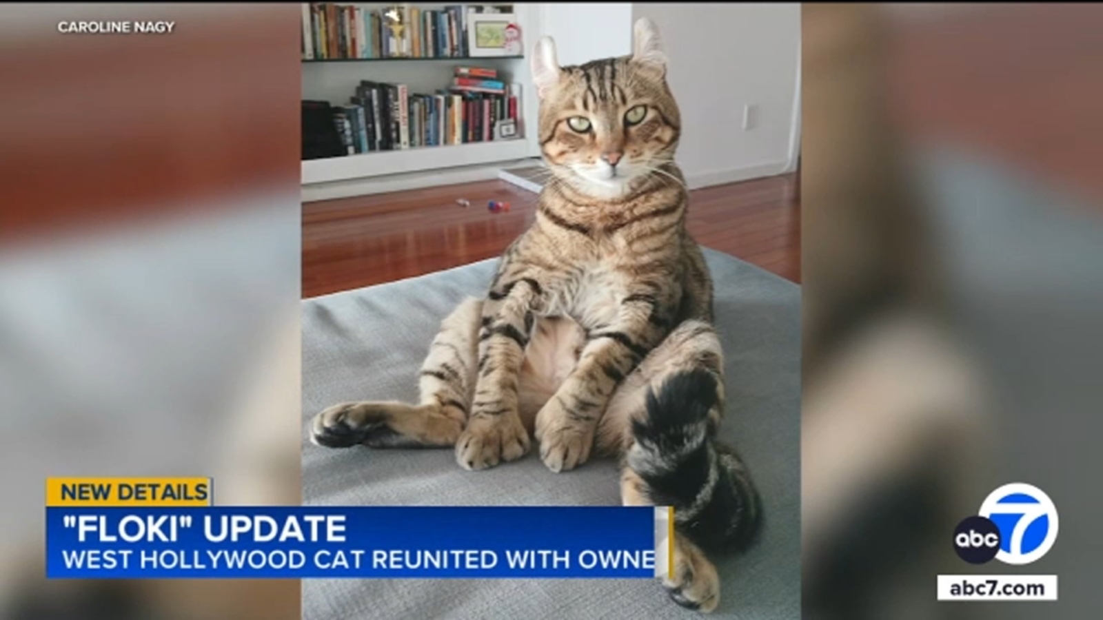 West Hollywood cat taken by food delivery driver reunited with owner