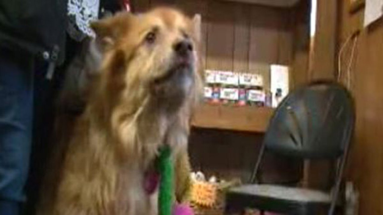 Fake animal control officers stealing dogs, police say