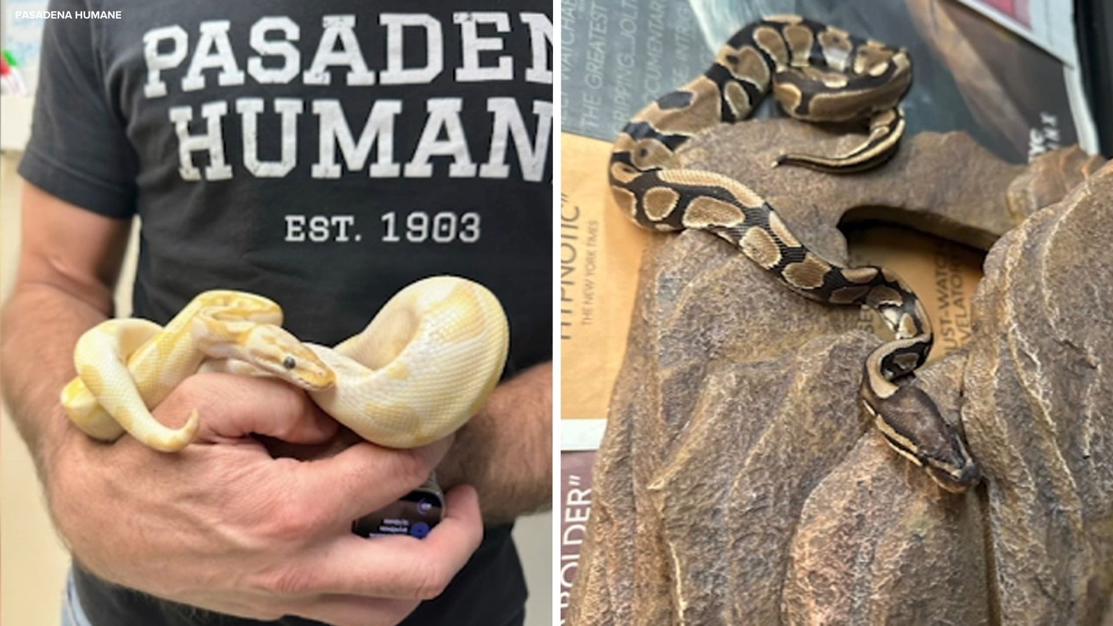 2 pythons found abandoned off 210 Freeway in Monrovia 2 pythons found abandoned off 210 Freeway in Monrovia