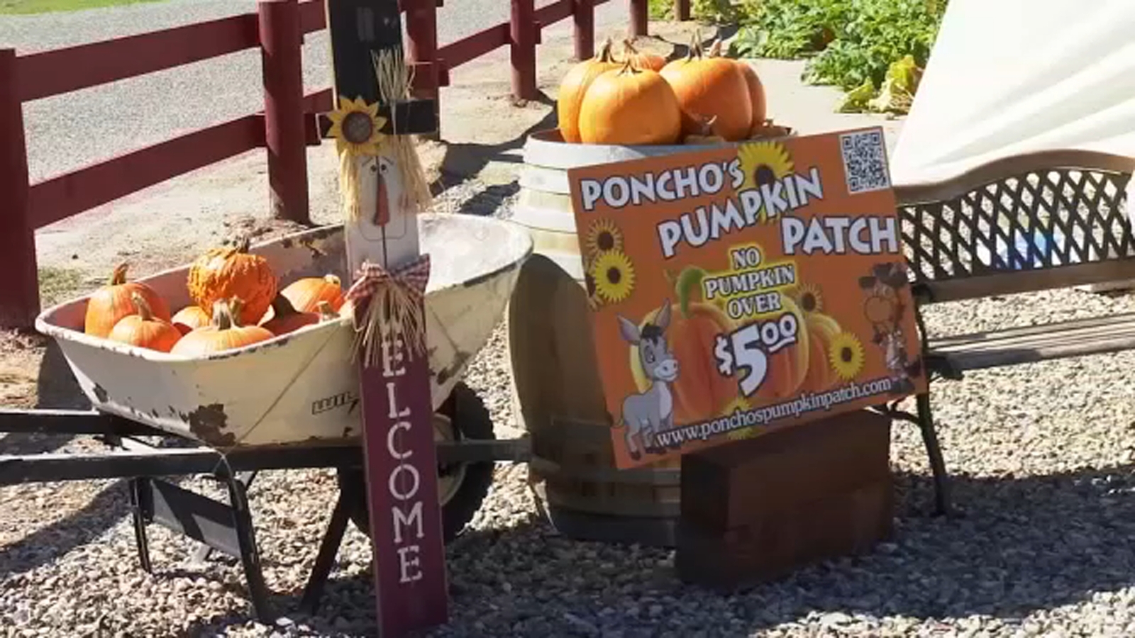 Watching Your Wallet: Valley family letting you pick pumpkins for cheap