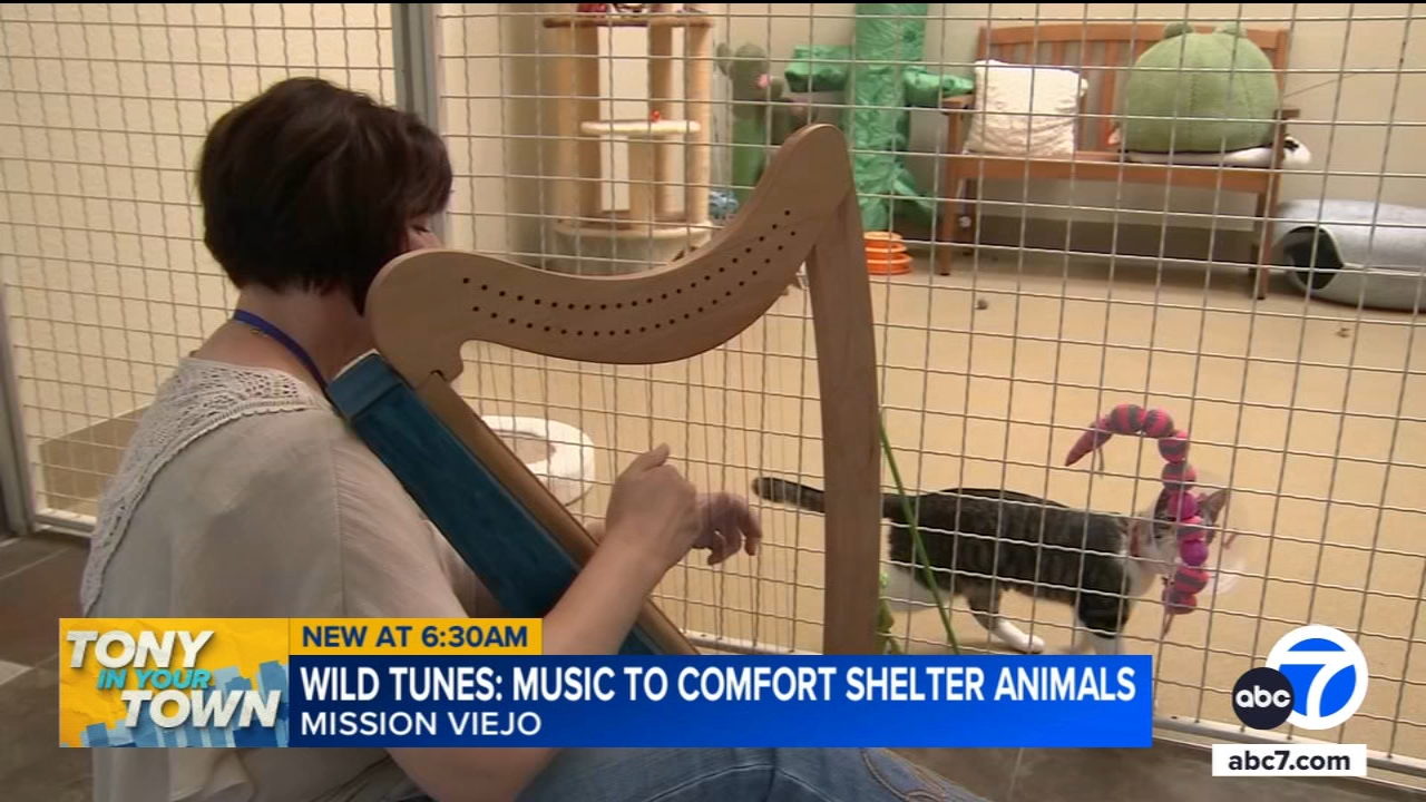 Volunteer musicians perform for shelter animals in Mission Viejo