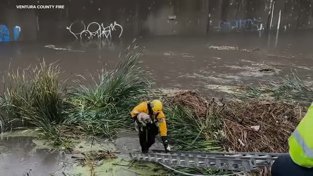 Stranded dog rescued from SoCal flood channel