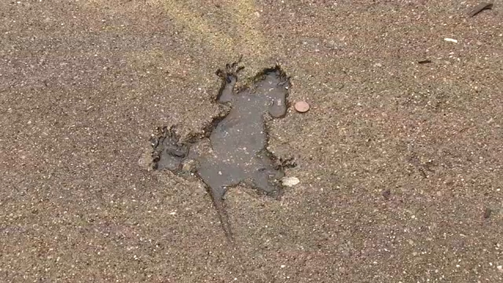 Study claims to solve mystery behind infamous 'Chicago Rat Hole'