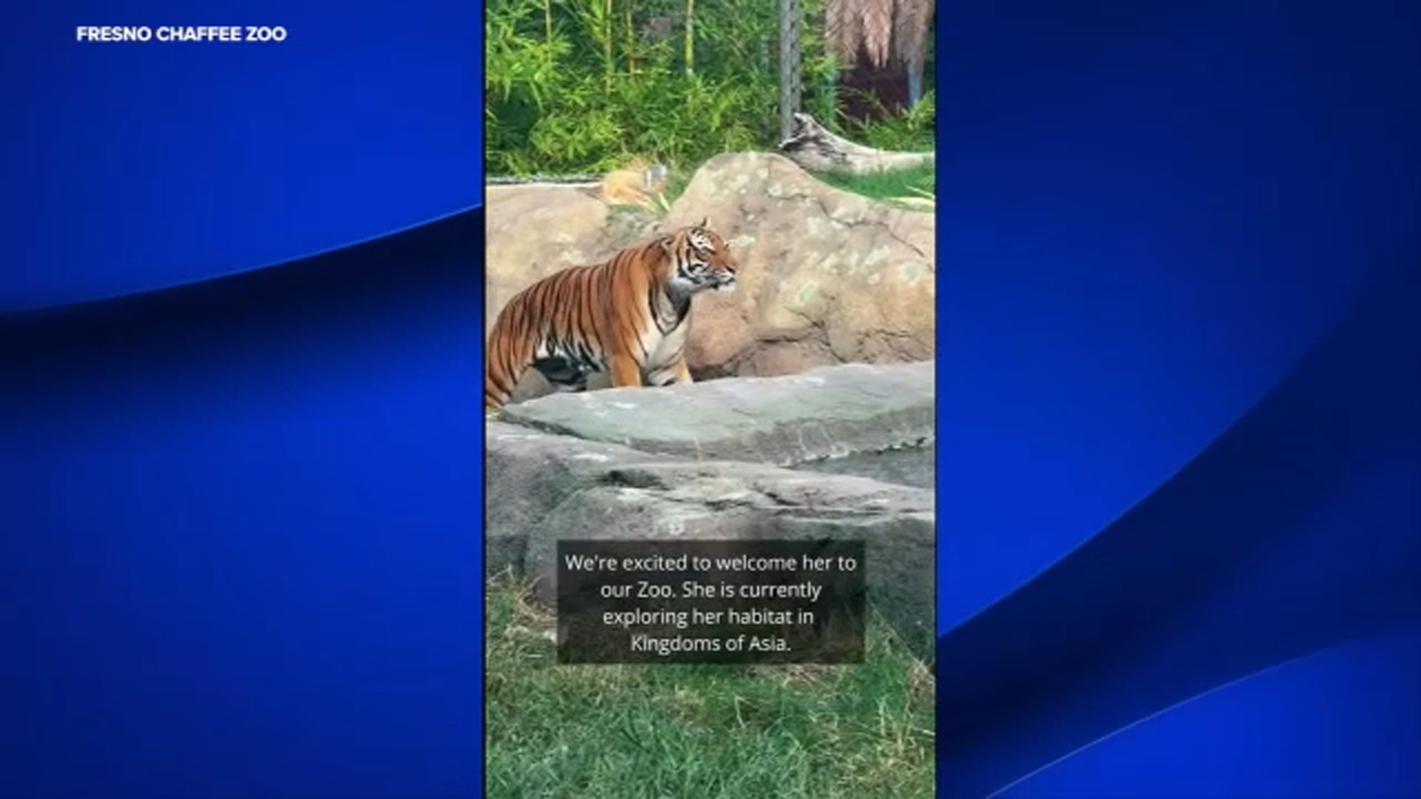 New tiger at Fresno Chaffee Zoo