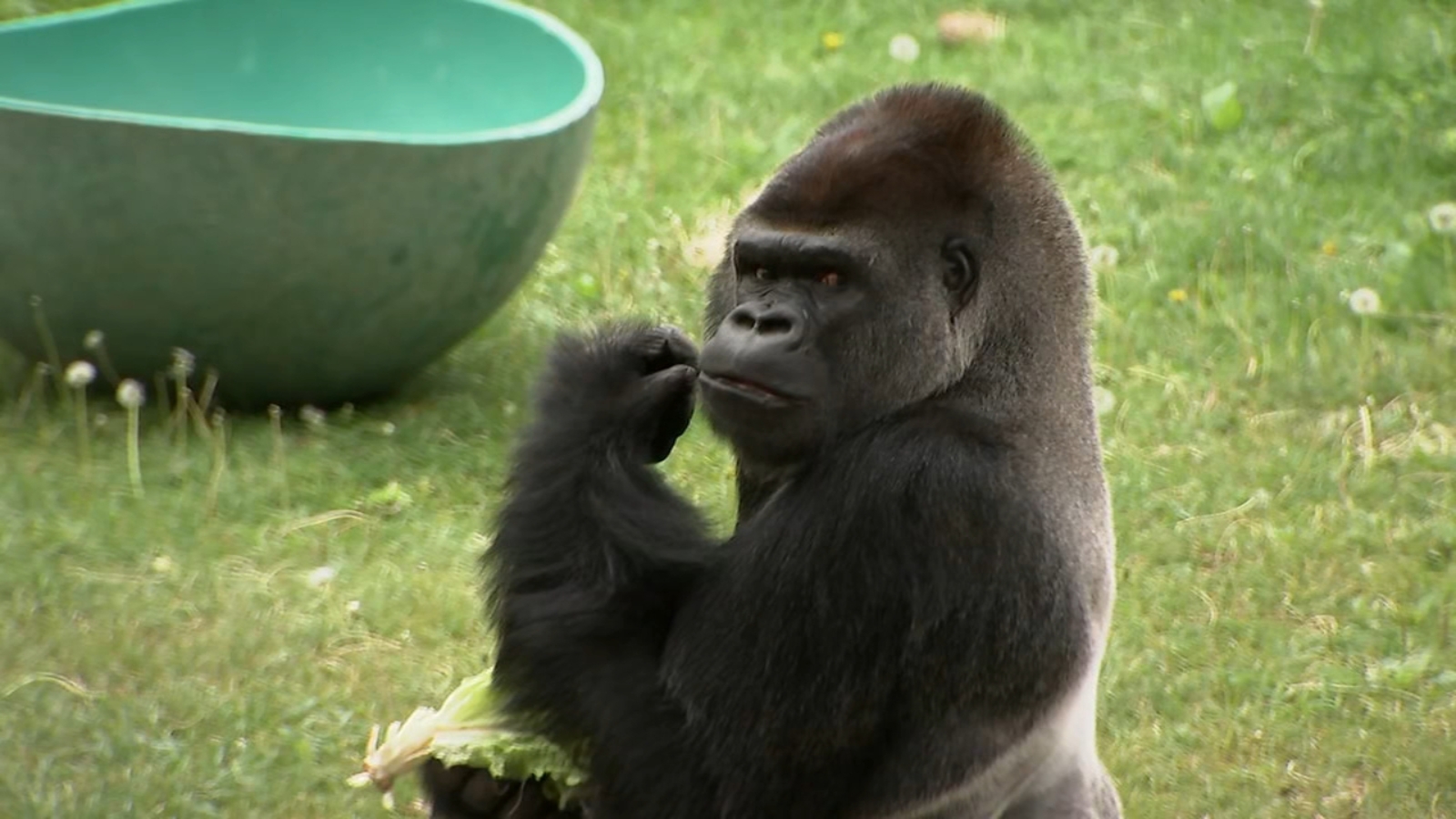 New male gorilla from Kentucky zoo makes official debut at San Francisco Zoo