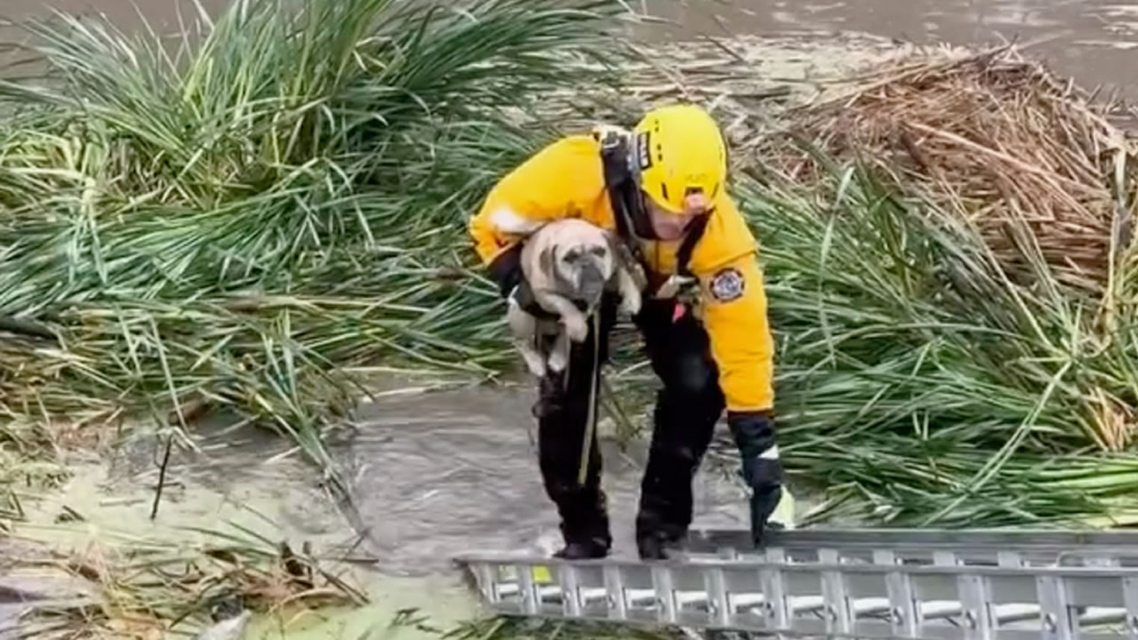 Firefighters rescue stranded pup from rising floodwaters in Southern California