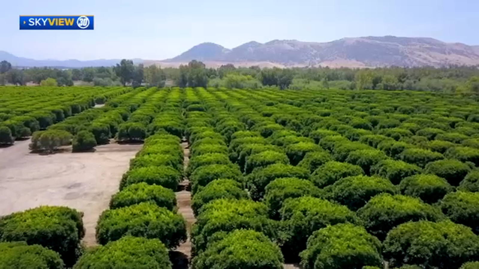 Rain impacts and benefits on Tulare County citrus farms