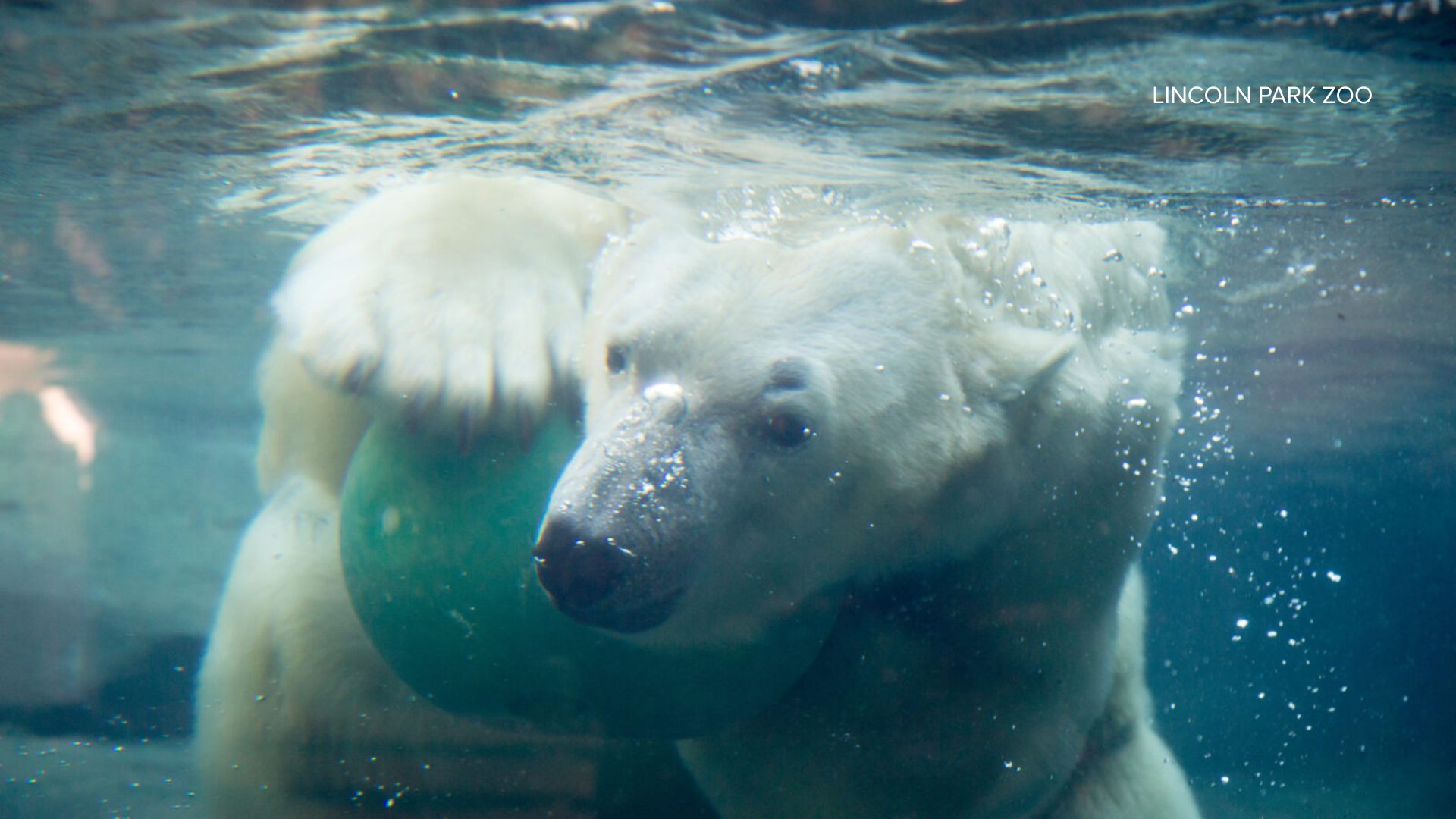 Siku, a 15-year-old male polar bear at Lincoln Park Zoo, will be leaving Chicago and moving to Henry Vilas Zoo in Madison, Wisc.