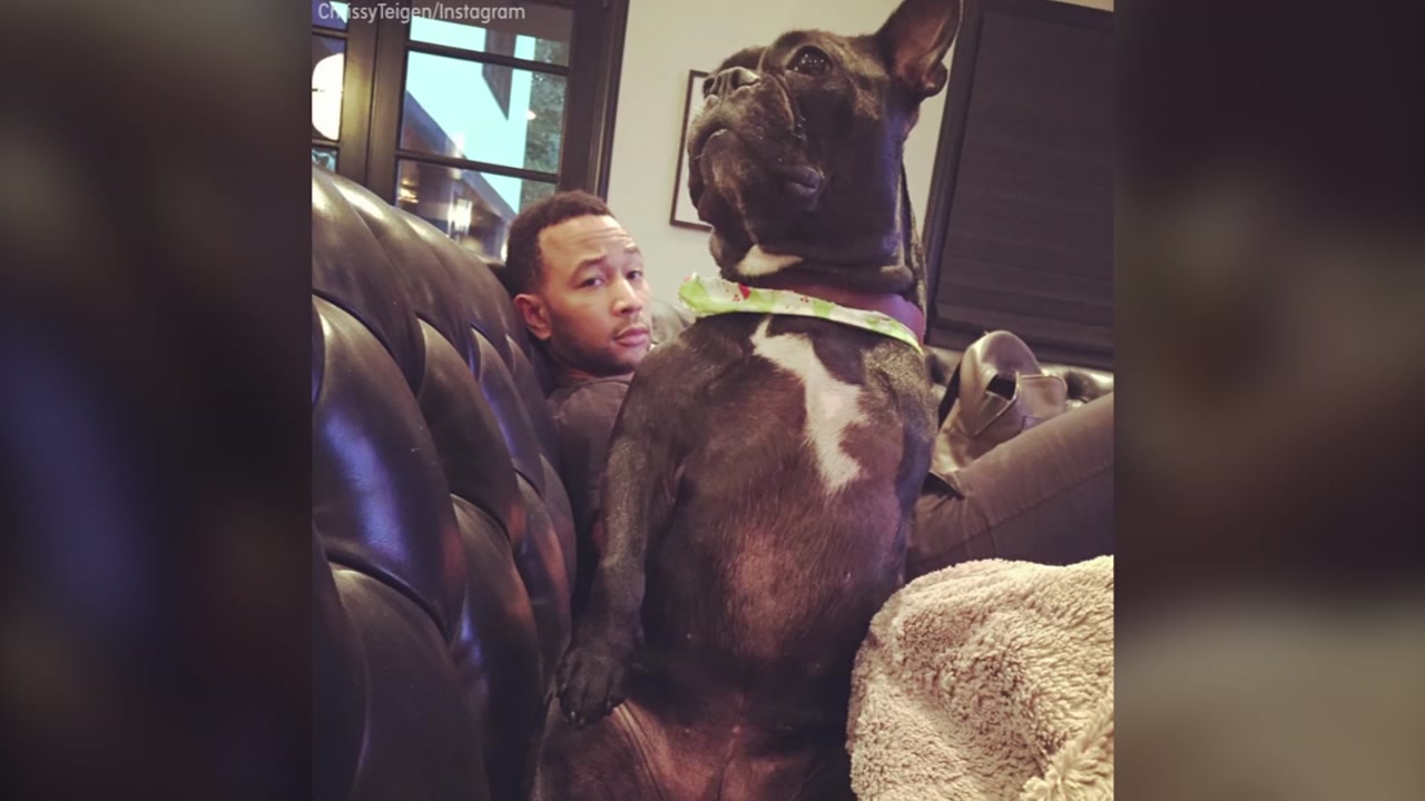 Celebrities who adopted pets and support #AdoptDontShop