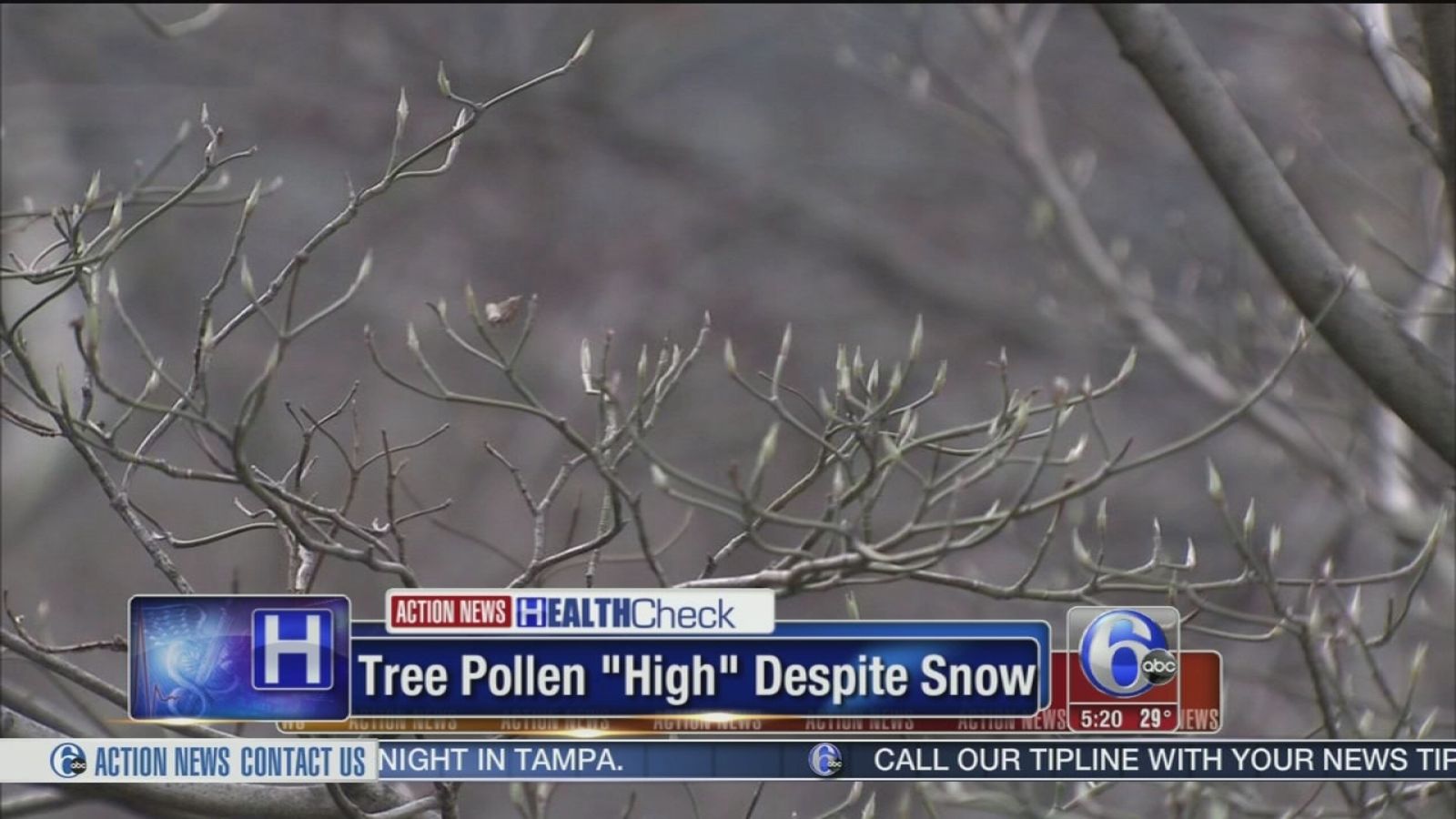 Tree pollen 'high' despite snow 6abc Philadelphia