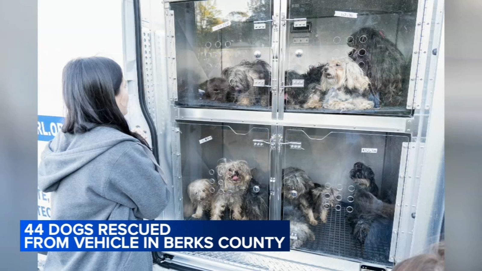 44 dogs found living in unsanitary conditions inside RV traveling through Reading