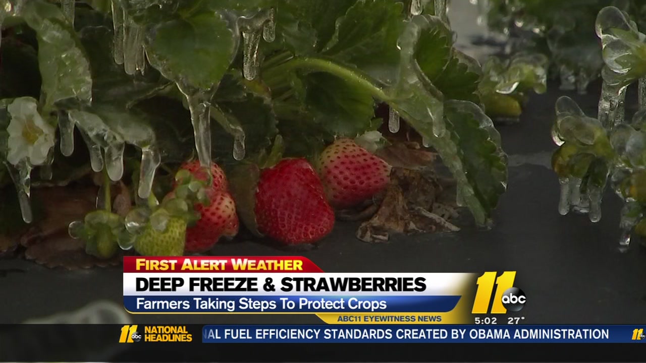 Deep freeze and strawberries