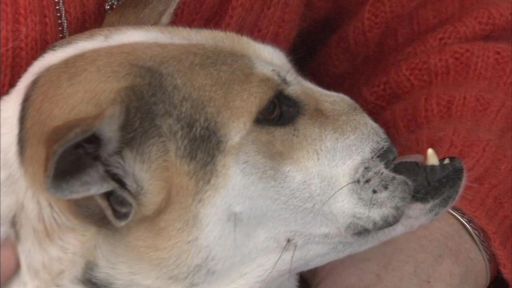 Dog with half a face finds home in New Jersey