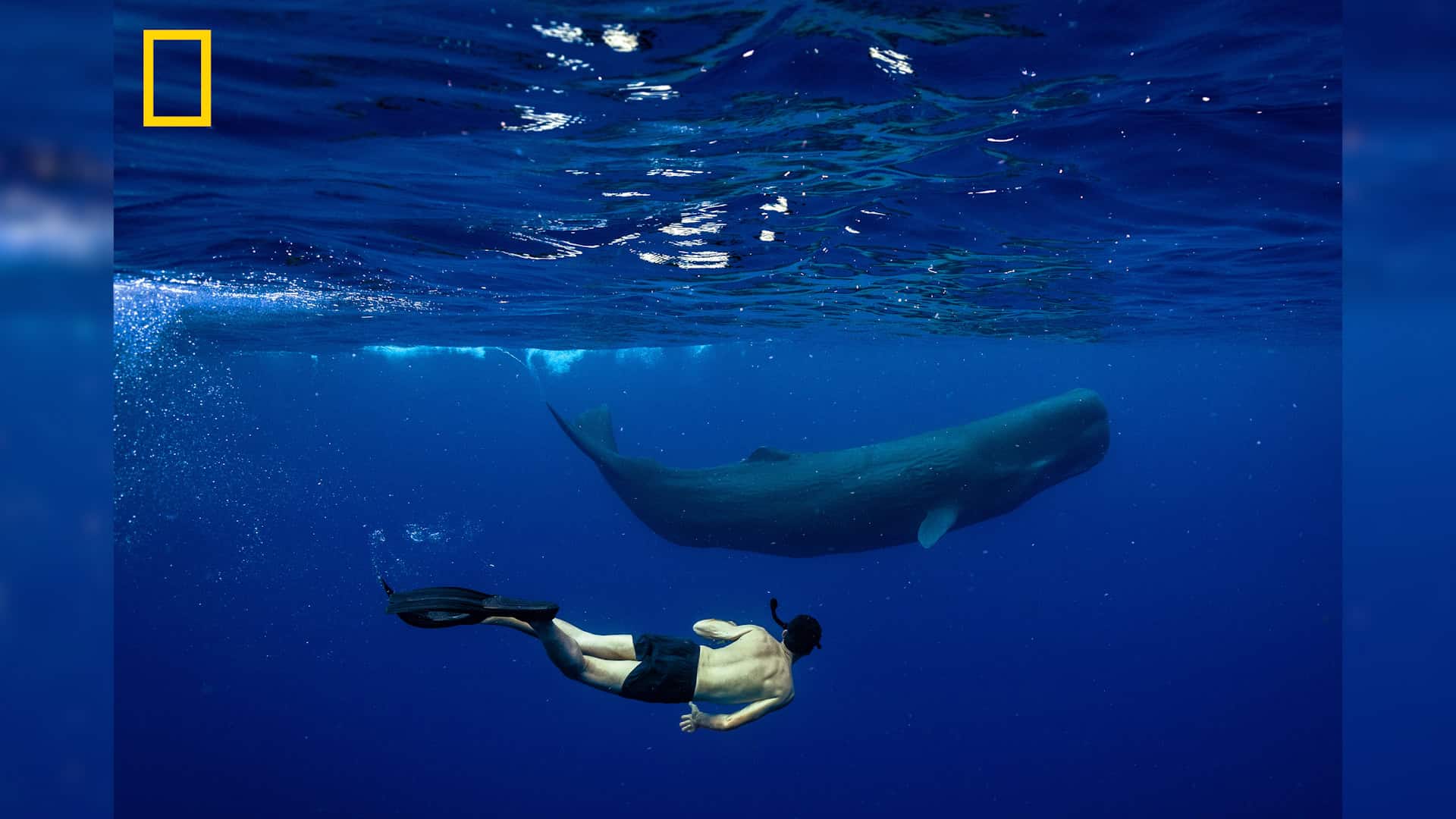 Rowan Jacobsen follows a young sperm whale as it swims behind its mother off the coast of Dominica, home of the first sperm whale reserve in 2026.