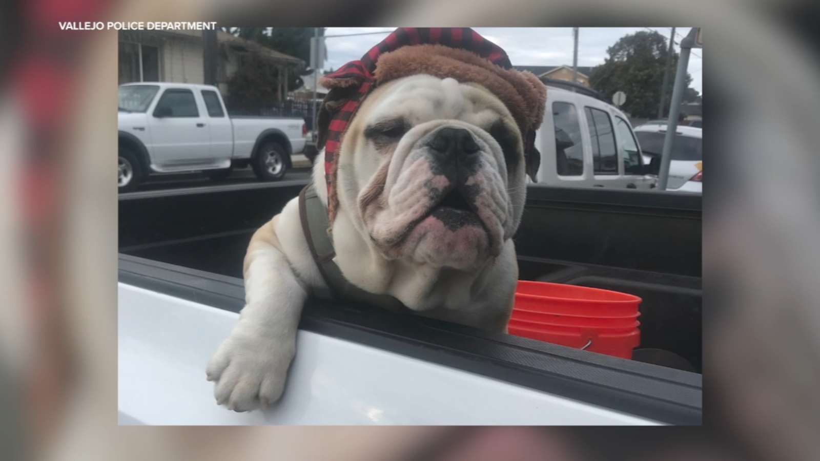 Vallejo man's bulldog taken at knifepoint while on walk; police offering $500 reward