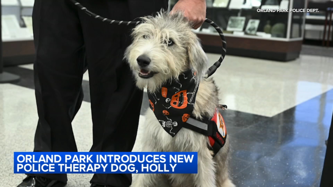 Holly was trained through the Cook County Sheriff’s Office Tails of Redemption Program.