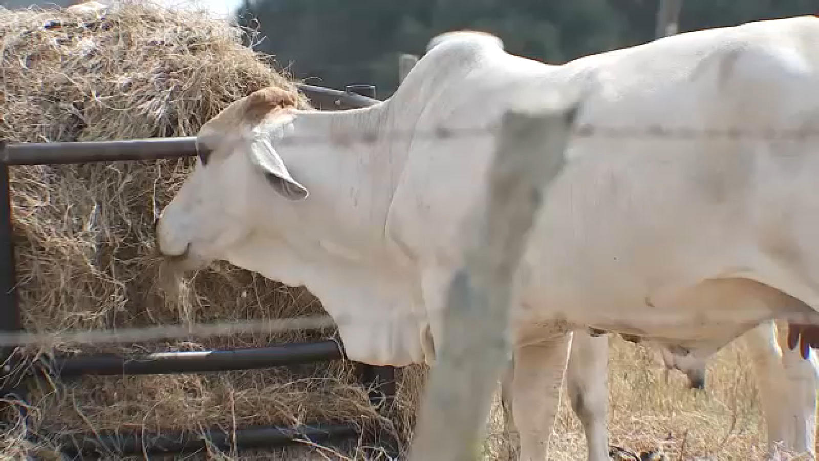 Texas drought conditions and the impact on ranchers and their herds