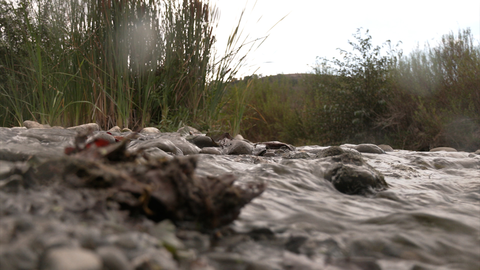 Project opens 40-mile stretch of Bay Area waterway to endangered fish