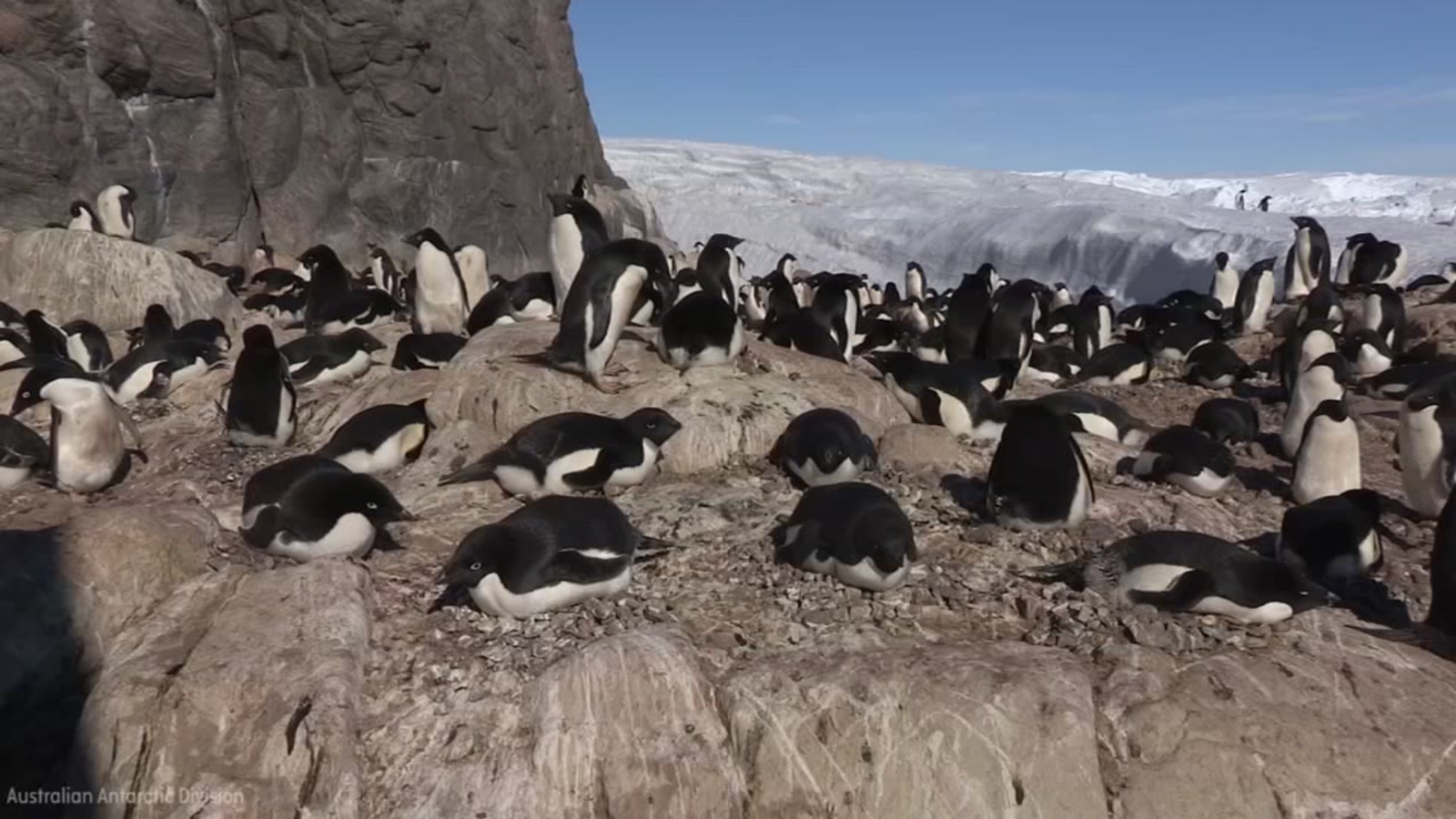 New estimates more than double Antarctica's Adèlie penguin population