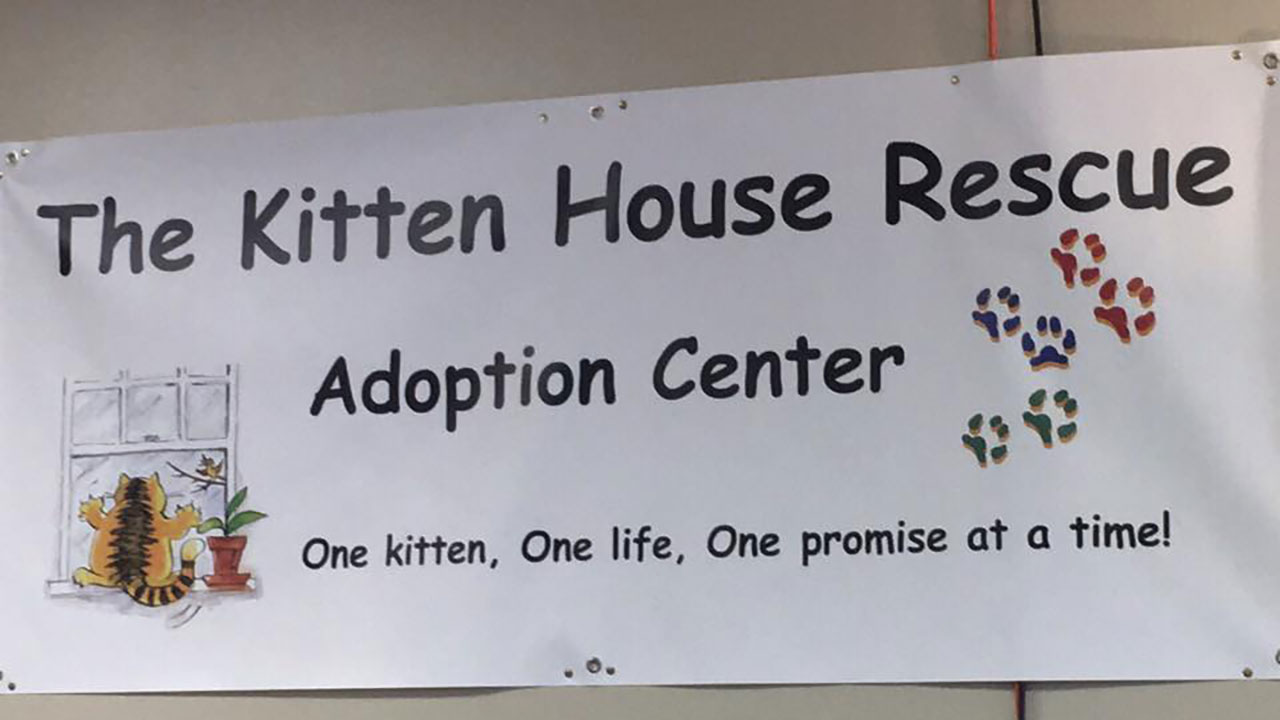 Your donation could held cat shelter stay in business