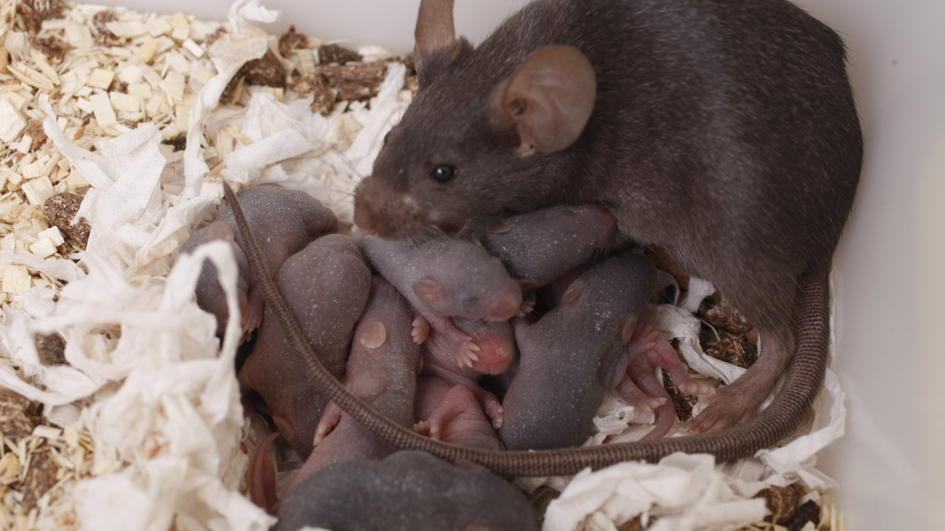 FILE - Baby rats sleep in a nest in Los Angeles, on March 10, 2010. (AP Photo/Damian Dovarganes)
