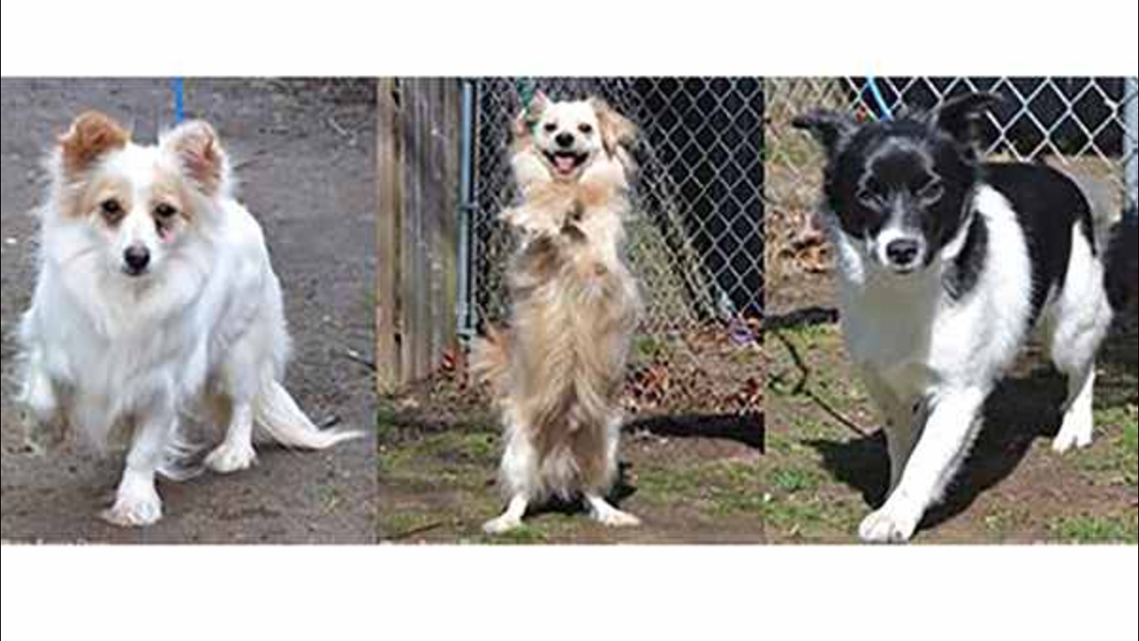 Dogs up for adoption on Long Island saved from Korean slaughterhouse