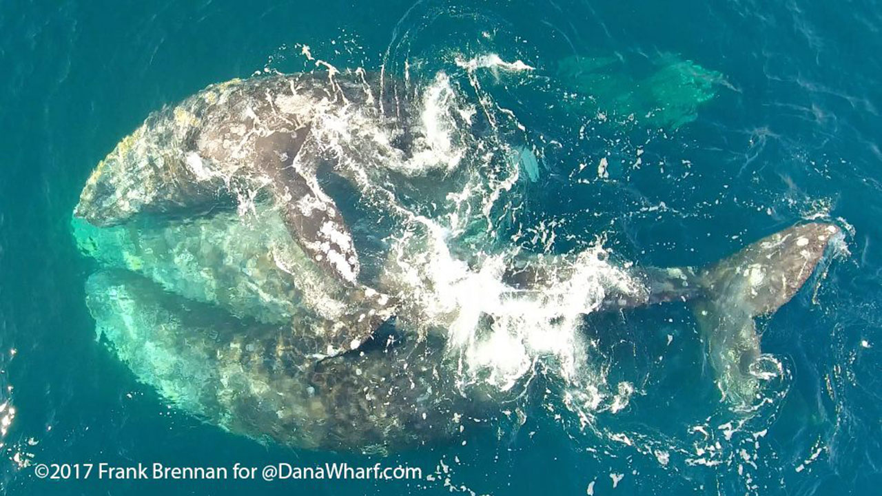 Gray whales in 'mating dance' off coast of Dana Point