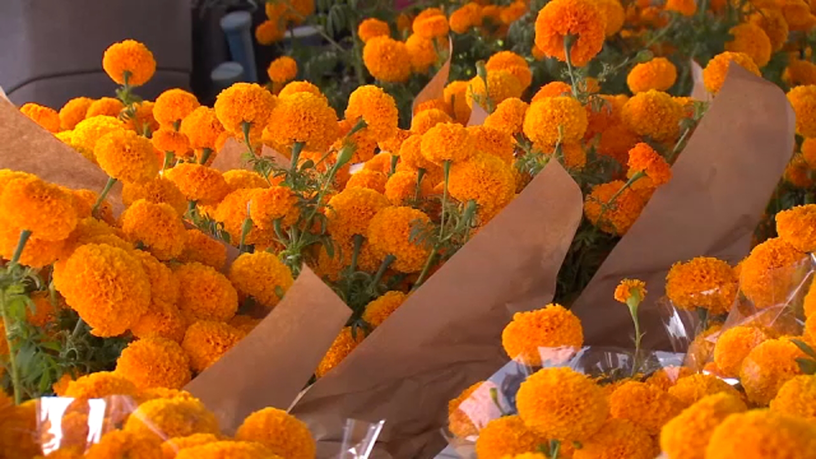 Sanger farm grows marigolds for Valley families Día de los Muertos celebrations