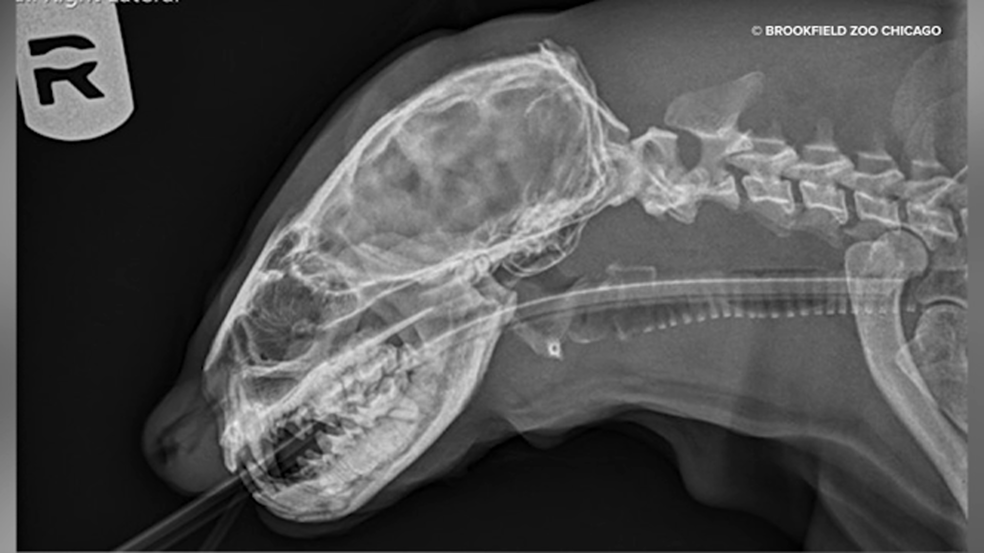 X-ray released by the Brookfield Zoo Chicago shows an Asian small-clawed otter.