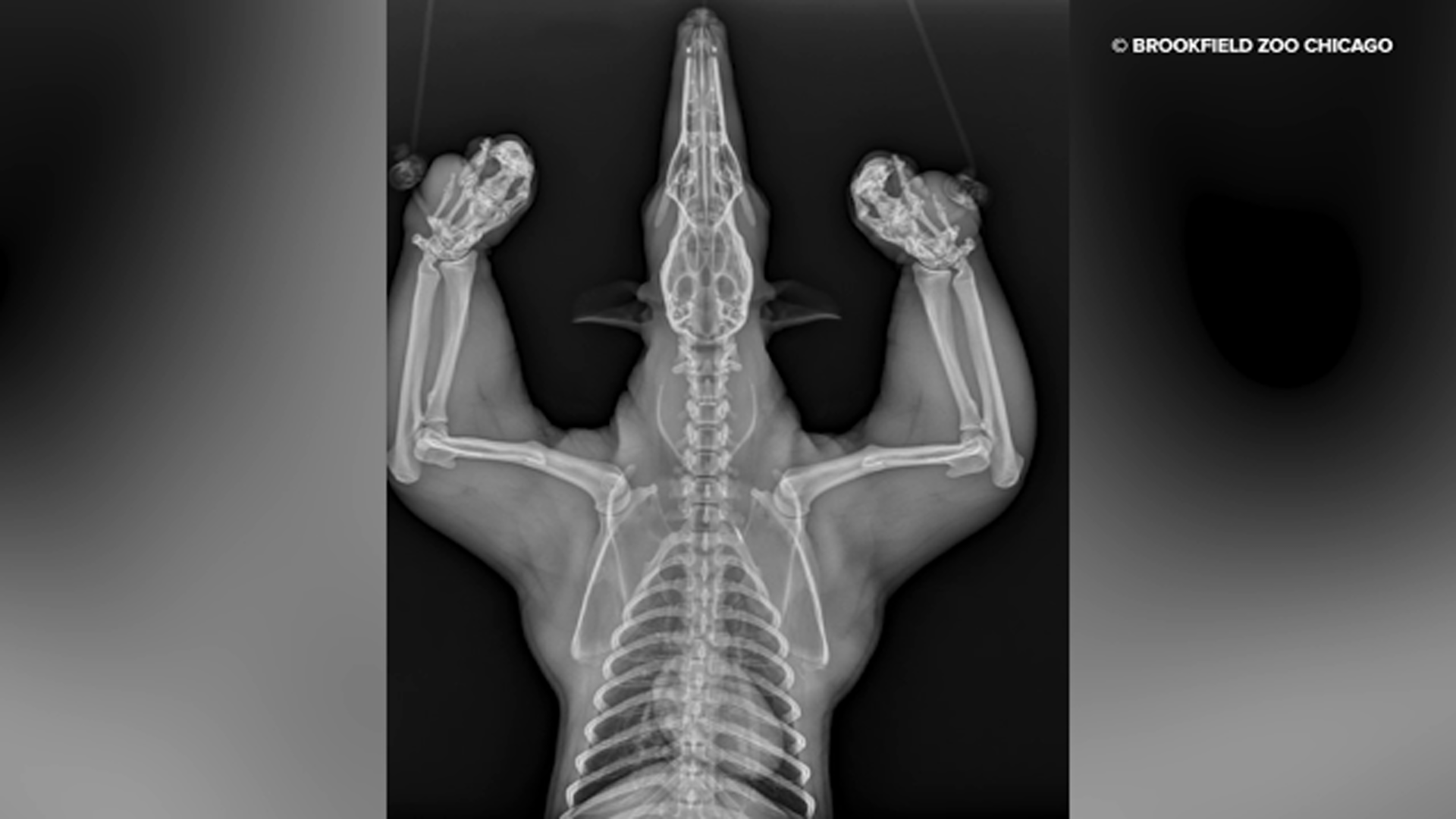 X-ray released by the Brookfield Zoo Chicago shows a tamandua.