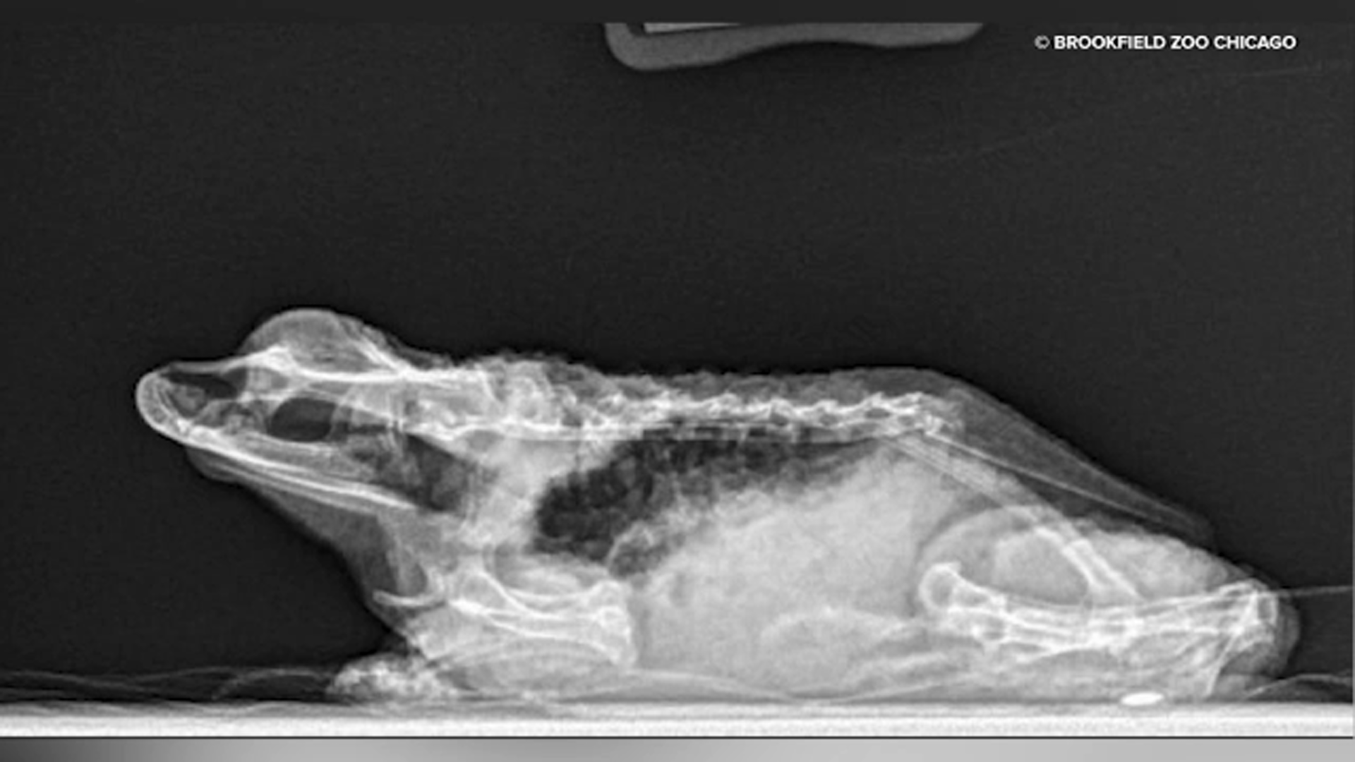 X-ray released by the Brookfield Zoo Chicago shows a Puerto Rican crested toad.