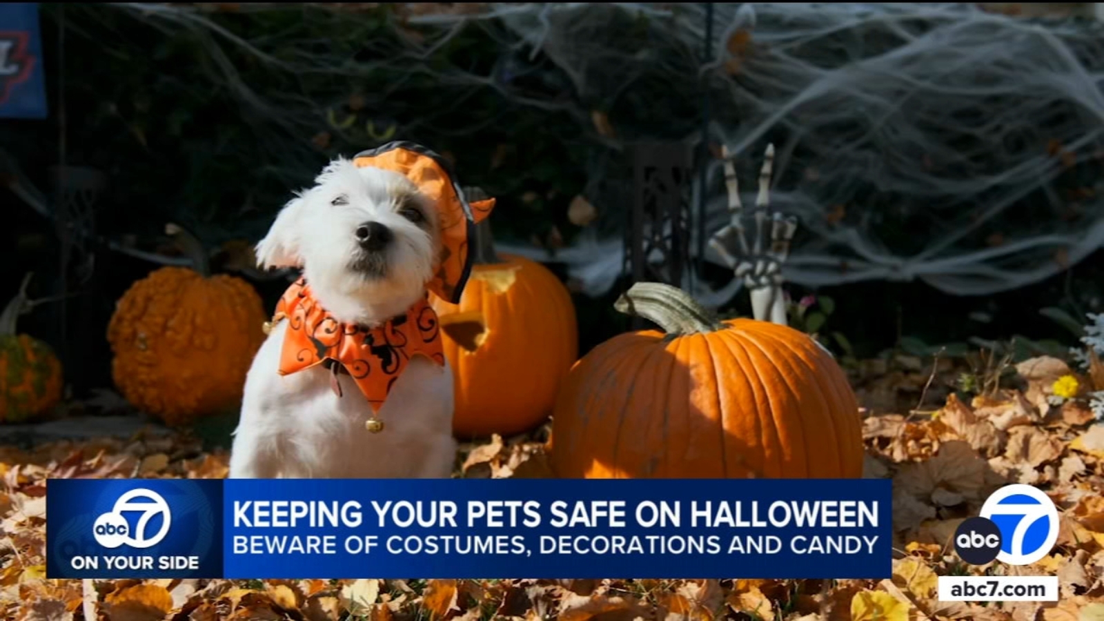 Tips for keeping your pets safe on Halloween