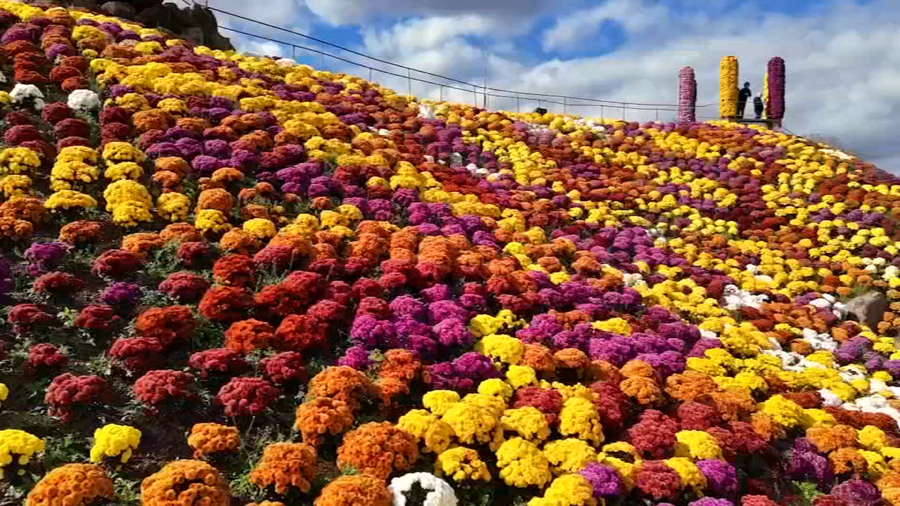 Wander through a floral wonderland at Ott's Exotic Plants | 6abc