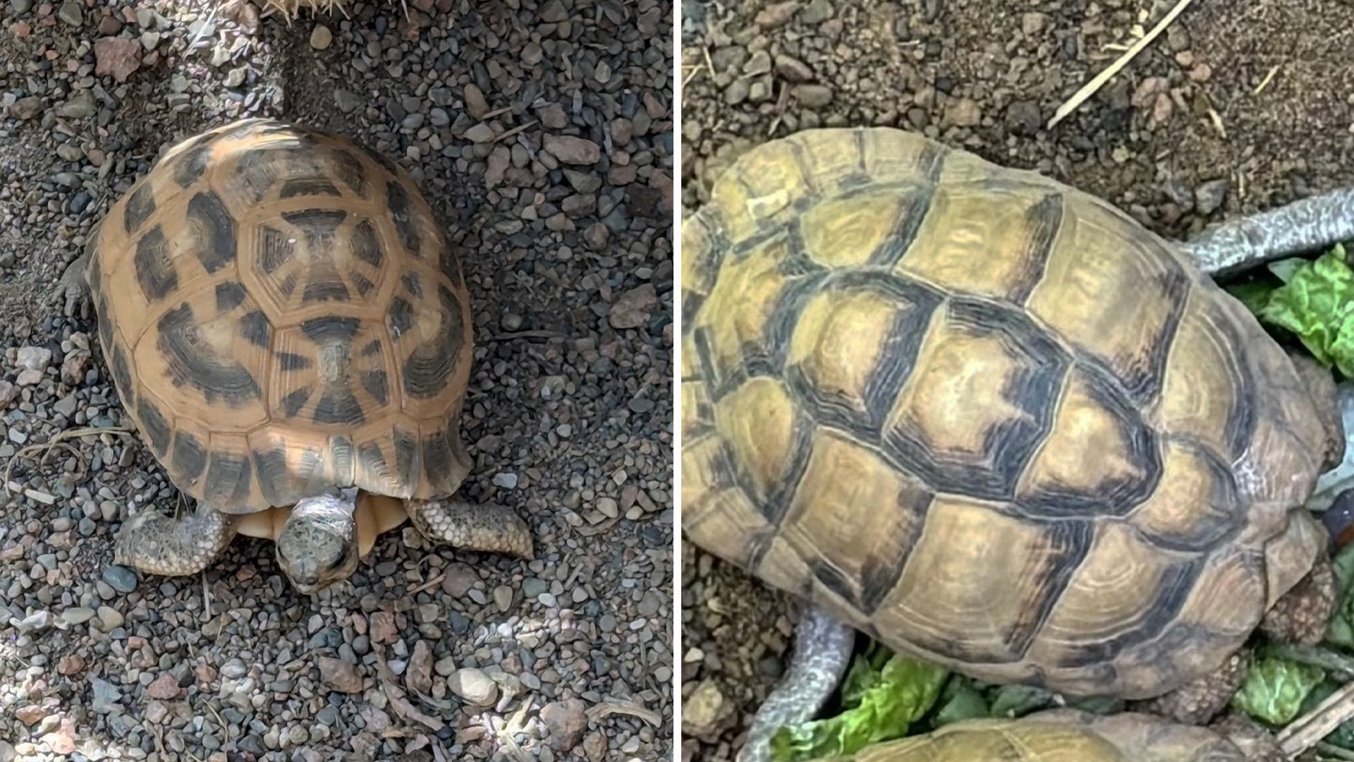 Police released this images of a northern spider tortoise (left) and Egyptian tortoise (right) that were stolen from the Indianapolis Zoo.