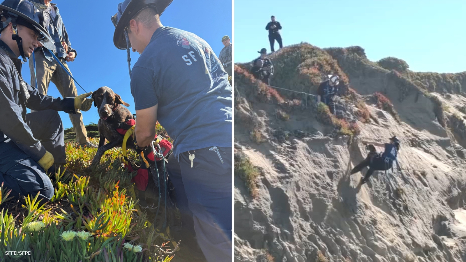 San Francisco dog wags tail and kisses rescuers after being stuck on cliffside