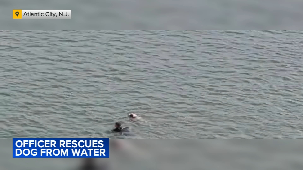 Jersey shore officer braves bay waters to rescue injured dog