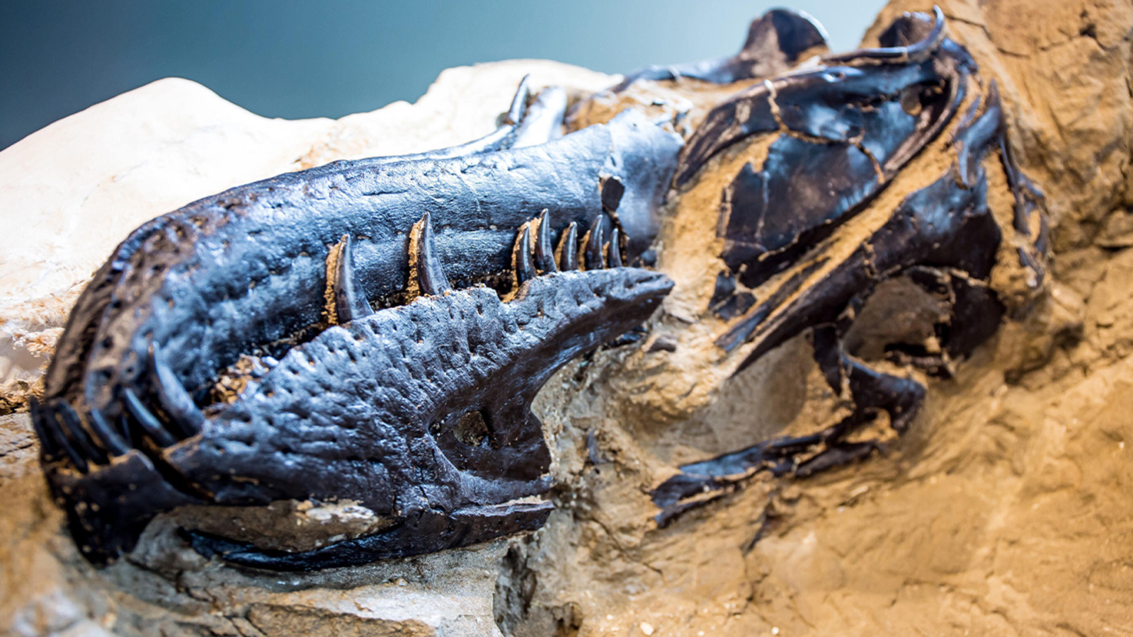 NC Museum's research unveils new dinosaur discovery