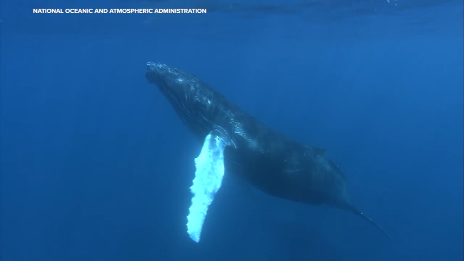 Oceanic heat wave caused by climate change could endanger marine life, Bay Area scientists say