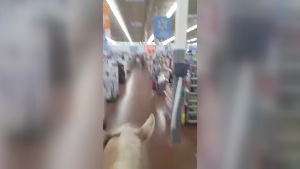 Man rides horse through Walmart