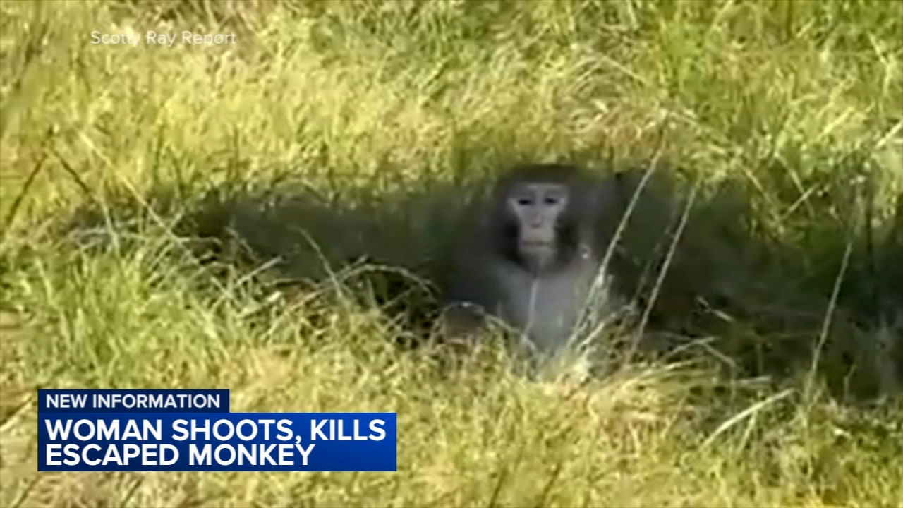 Escaped monkey shot, killed in Heidelberg, Mississippi by Jessica Bond  Ferguson, who says she feared for her children's safety - ABC7 Los Angeles