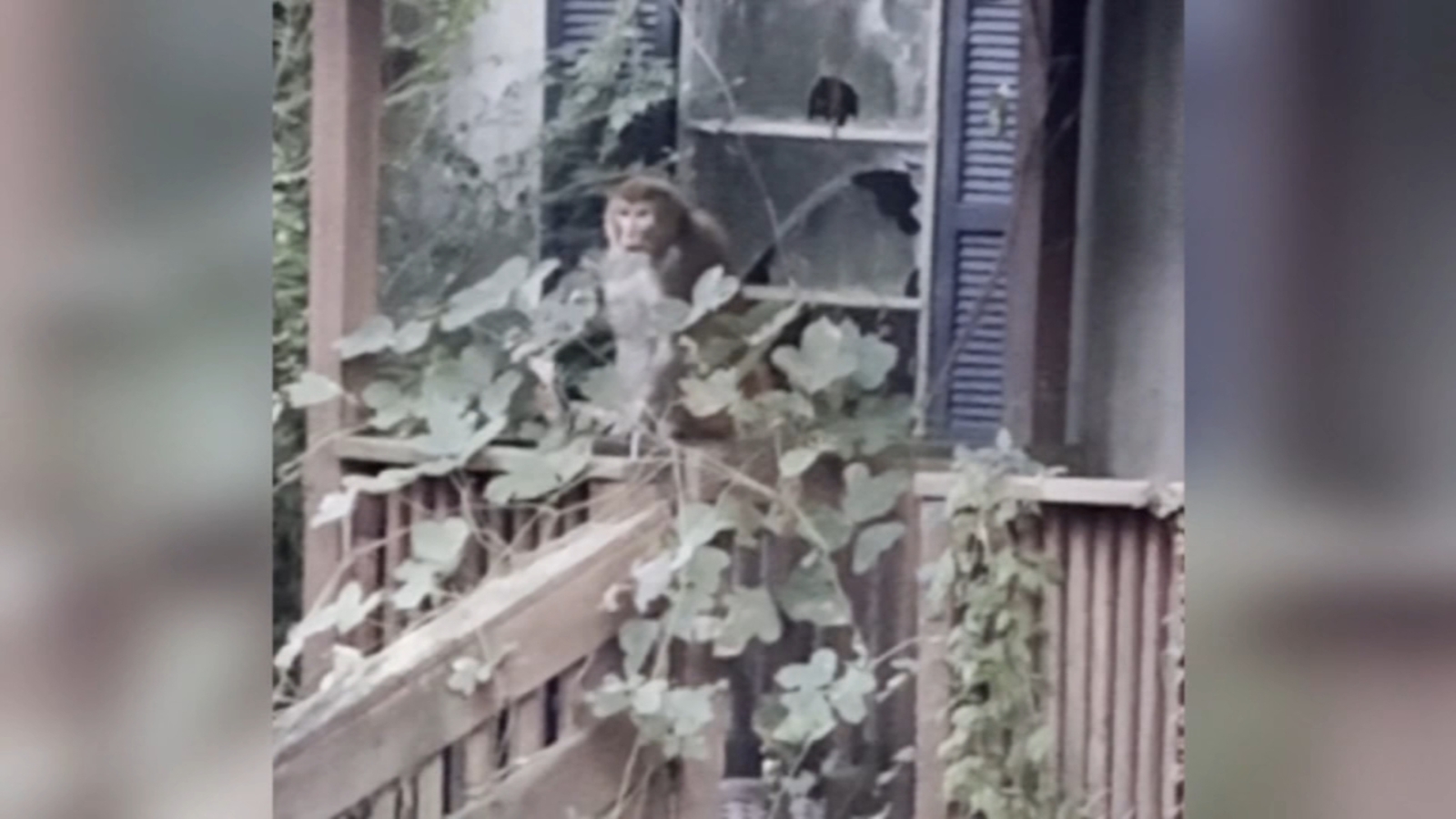 2nd escaped monkey fatally shot, leaving 1 monkey still on the loose after Mississippi crash