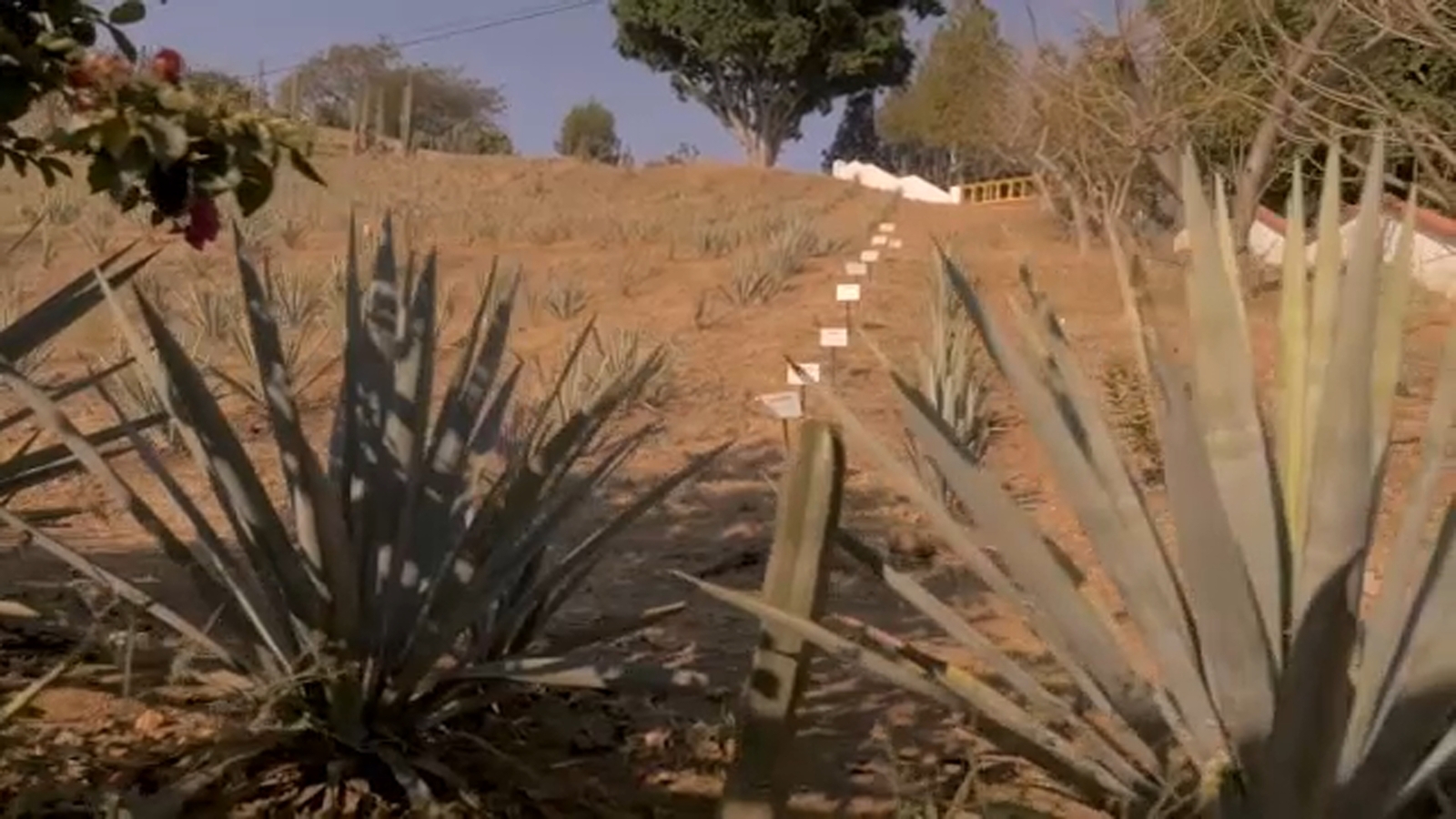 Madera Community College preparing to launch an agave distillery program