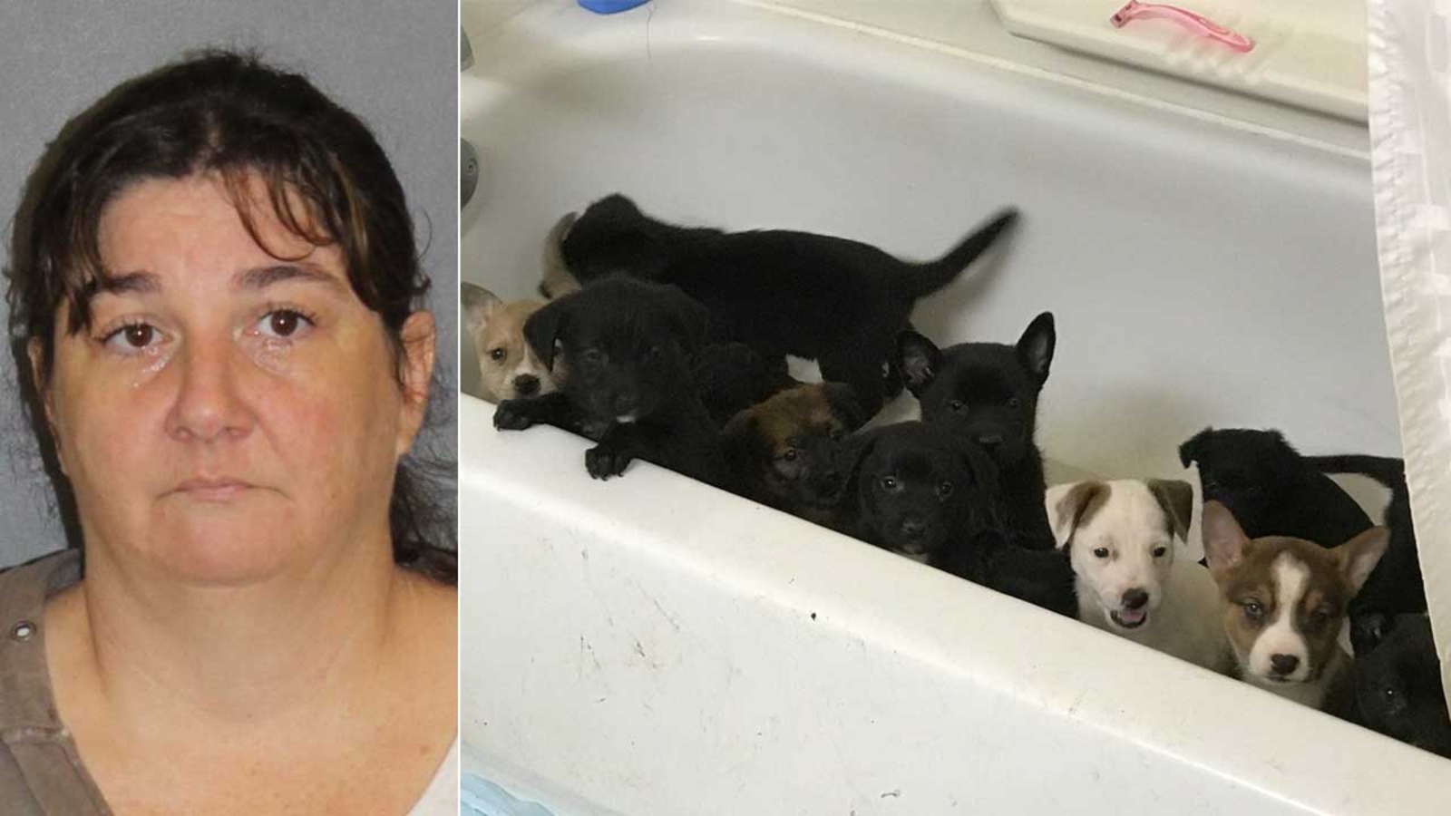 Woman accused of selling sick puppies via fake rescue organization