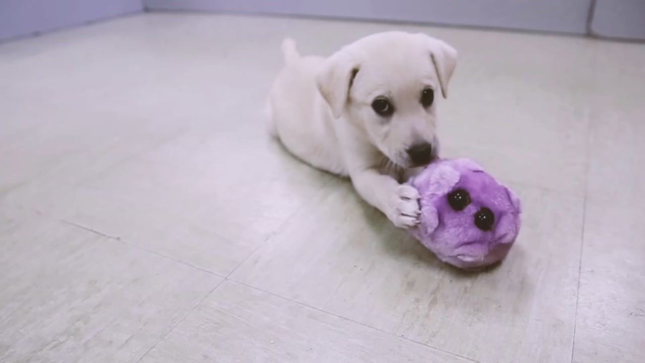 It's National Puppy Day!