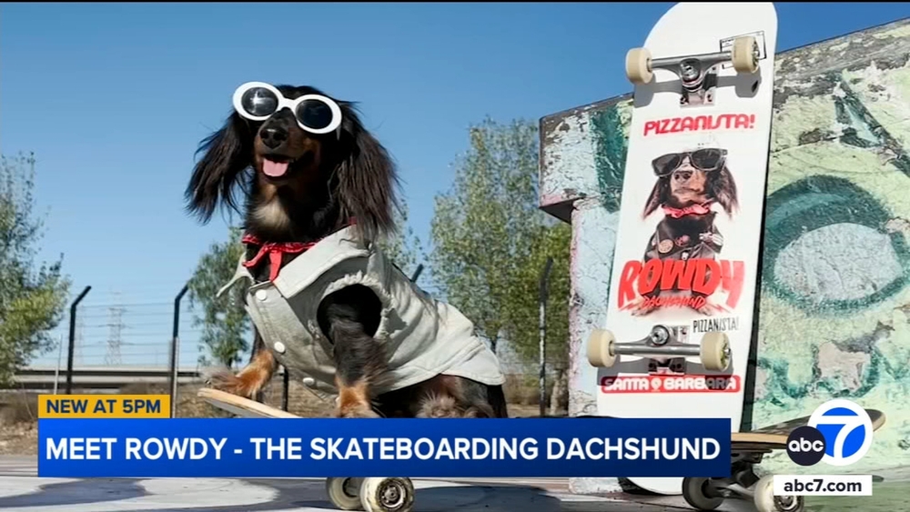 Skateboarding Dachshund has sponsor, social media following