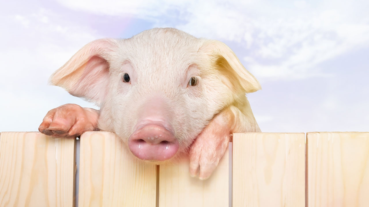 Drop everything and let Uber bring you playful piglets